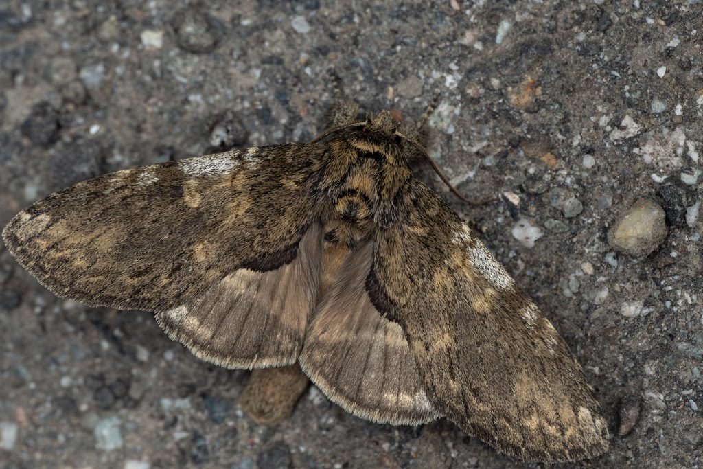 ナカキシャチホコ（Peridea gigantea (Butler, 1877)）の写真