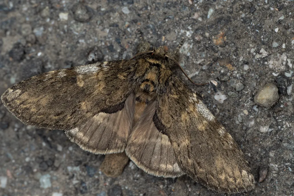 Peridea gigantea (Butler, 1877) photograph