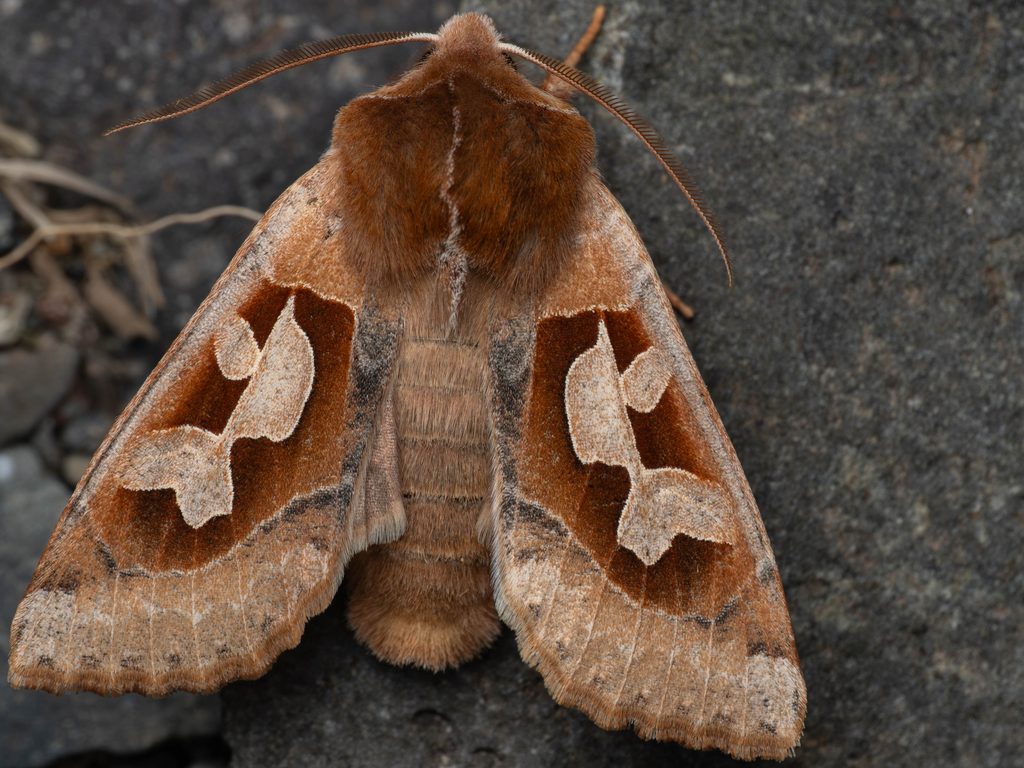 Perigrapha circumducta (Lederer, 1855) photograph