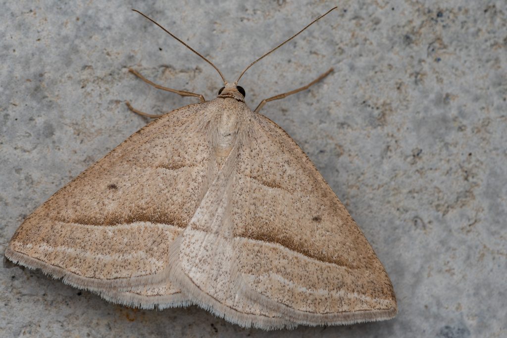 シダエダシャク（Petrophora chlorosata (Scopoli, 1763)）の写真