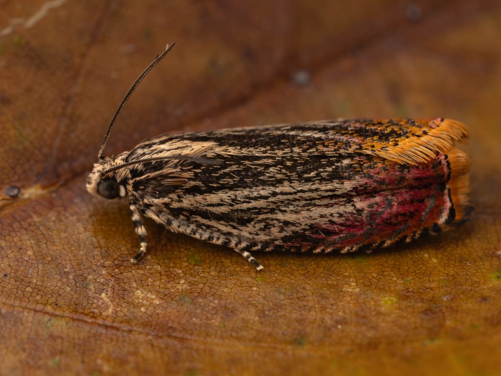 Phaecasiophora roseana (Walsingham, 1900) photograph