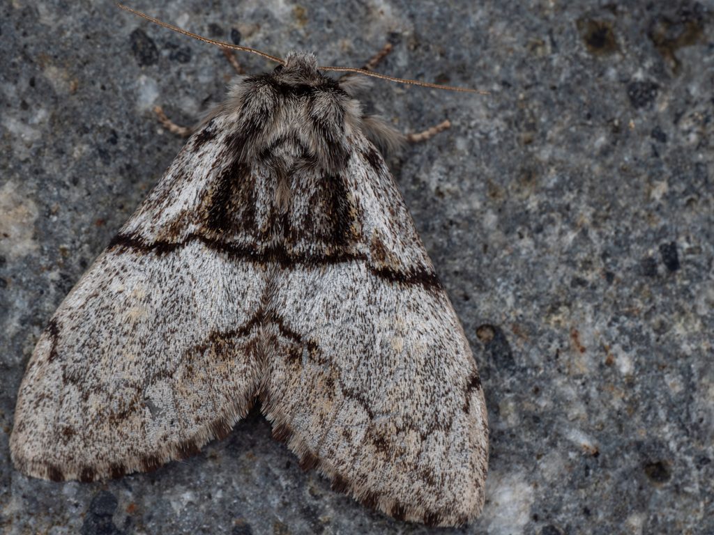 Phalerodonta manleyi (Leech, 1889) photograph