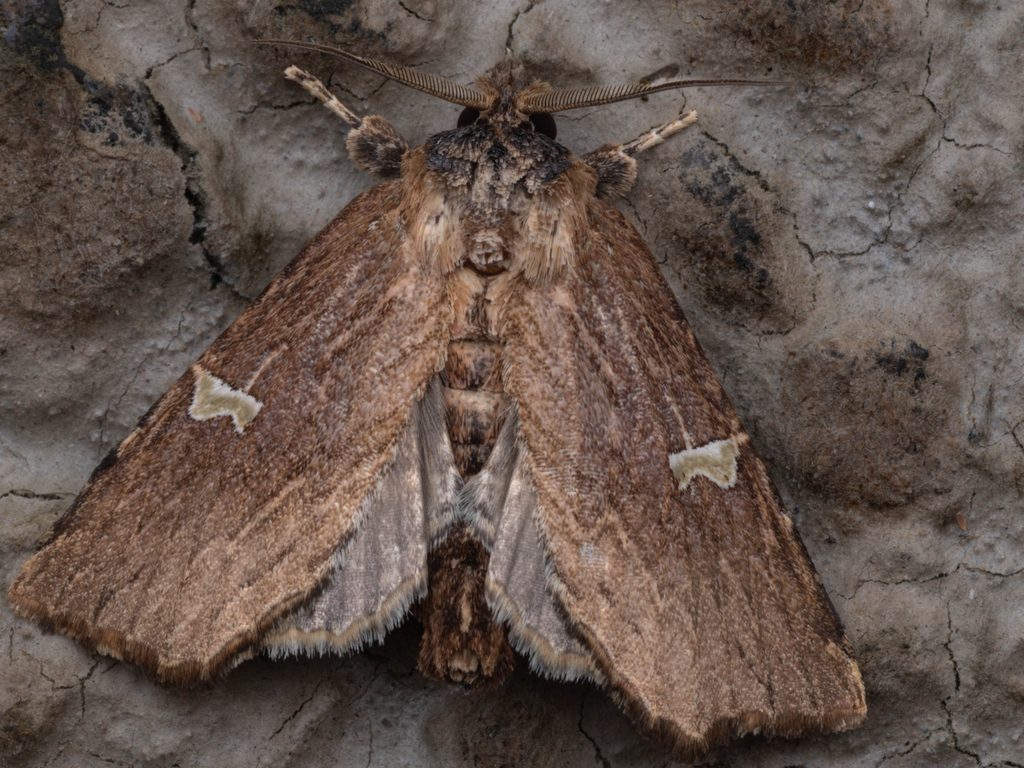 Phalga clarirena (Sugi, 1982) photograph