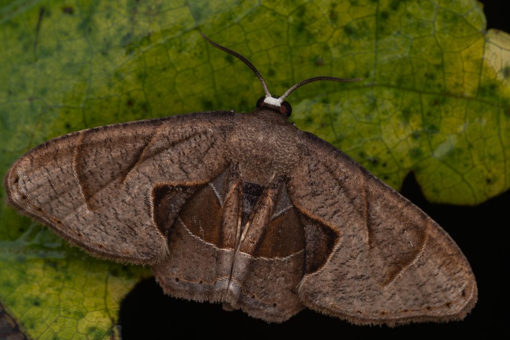 Phazaca alikangensis (Strand, 1916) photograph