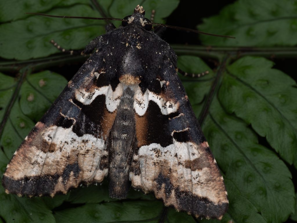 マエグロシラオビアカガネヨトウ（Phlogophora albovittata (Moore, 1867)）の写真