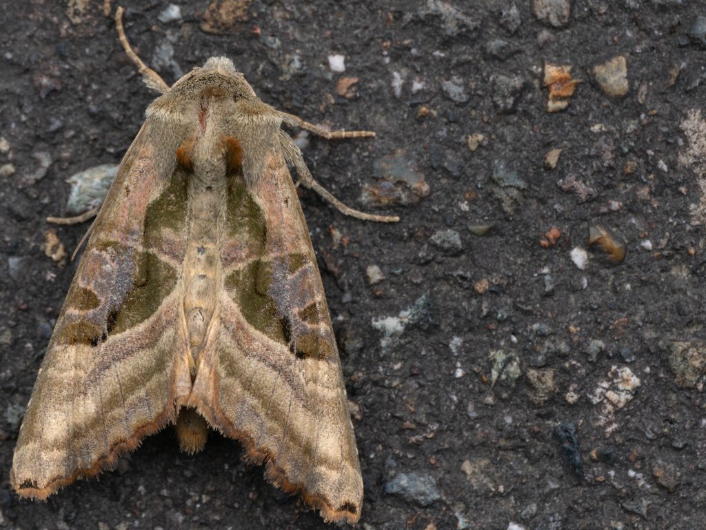 キグチヨトウ（Phlogophora beatrix Butler, 1878）の写真