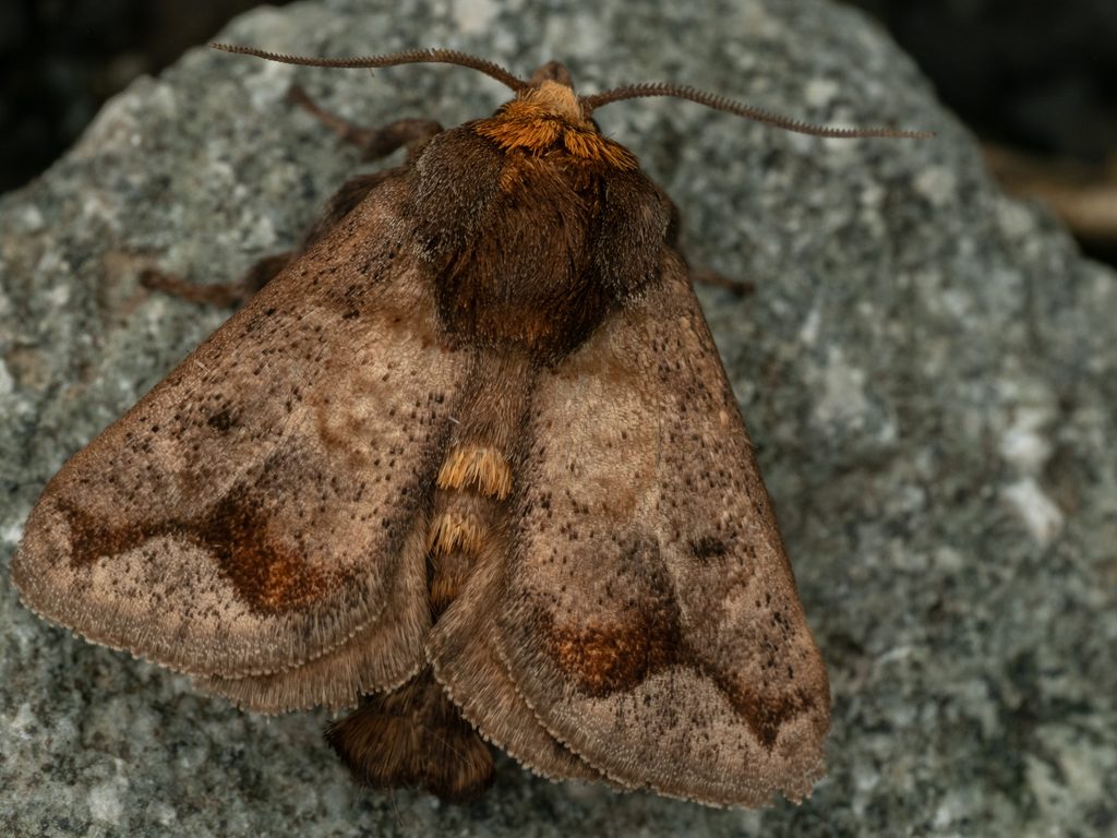 タイワンイラガ（Phlossa conjuncta (Walker, 1855)）の写真
