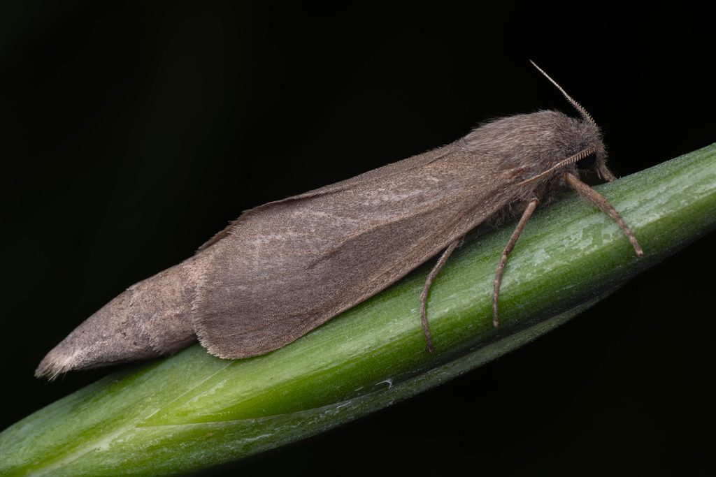 ハイイロボクトウ（Phragmataecia castaneae (Hübner, 1790)）の写真