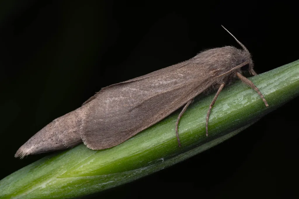 Phragmataecia castaneae (Hübner, 1790) photograph