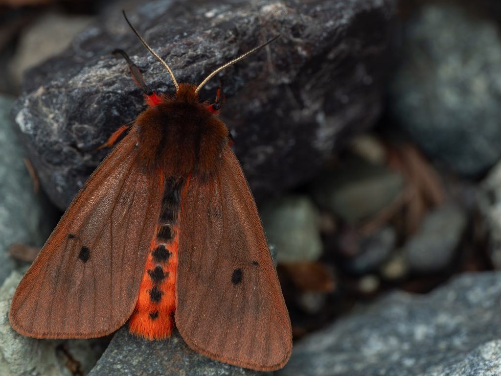 アマヒトリ（Phragmatobia amurensis (Seitz, 1910)）の写真
