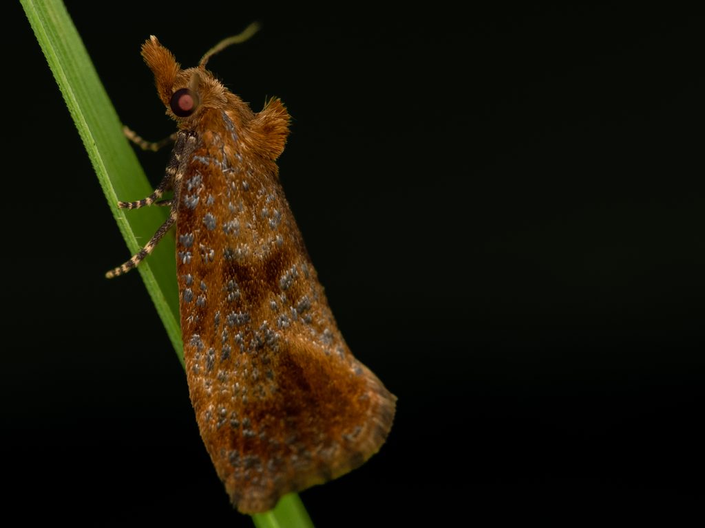 Phtheochroides clandestina Razowski, 1968 photograph