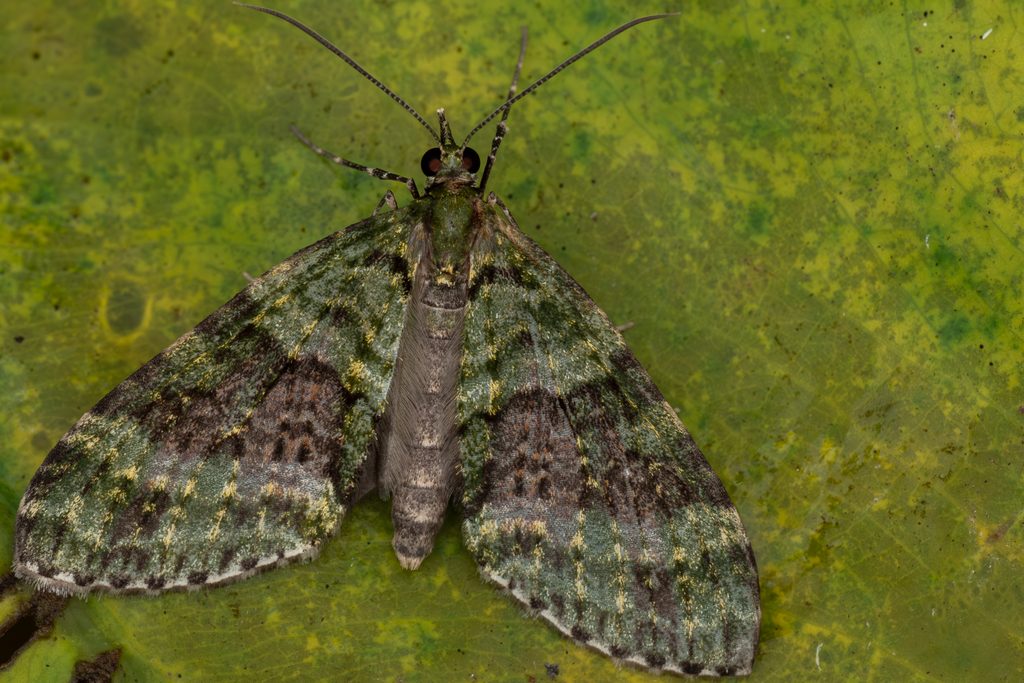 ミドリホソナミシャク（Phthonoloba viridifasciata (Inoue, 1963)）の写真