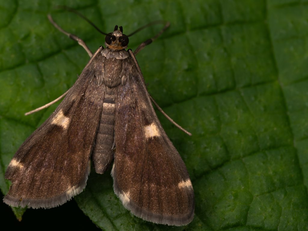 クビシロノメイガ（Piletocera aegimiusalis (Walker, 1859)）の写真