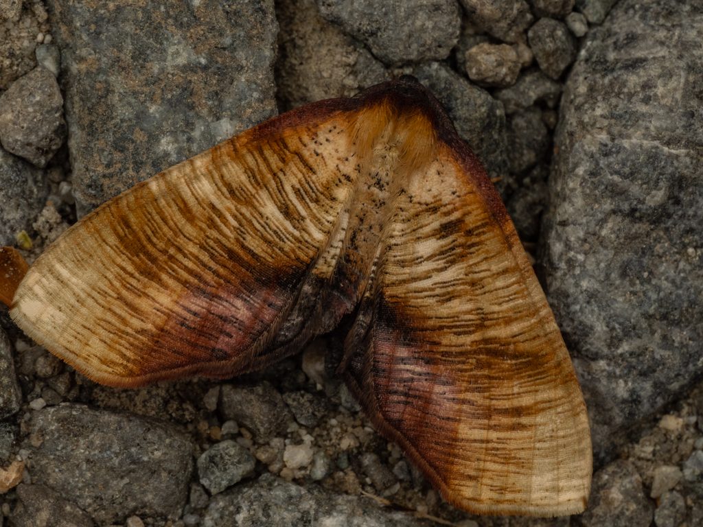 ナカキエダシャク（Plagodis dolabraria (Linnaeus, 1767)）の写真
