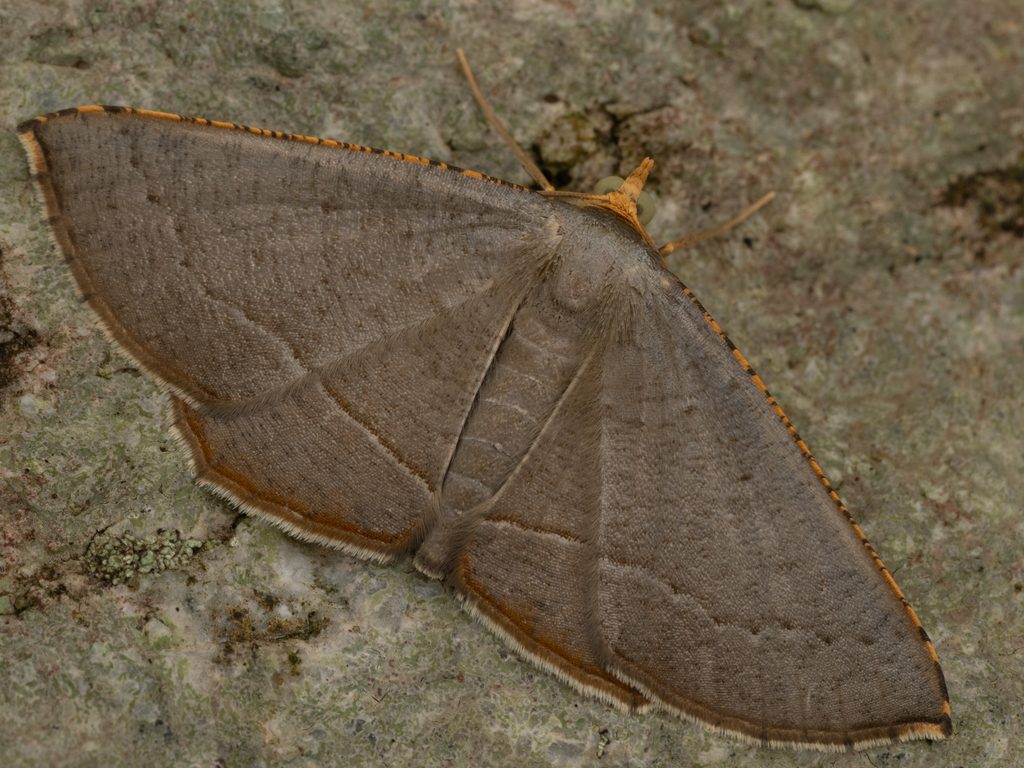 Plesiomorpha flaviceps (Butler, 1881) photograph