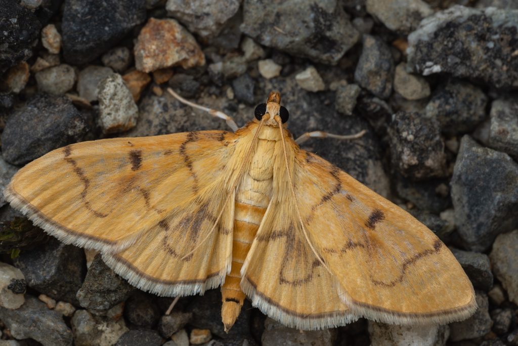 ホソミスジノメイガ（Pleuroptya chlorophanta (Butler, 1878)）の写真