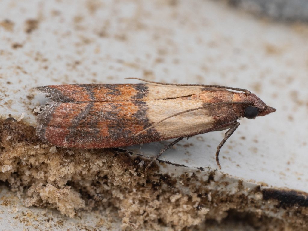 Plodia interpunctella (Hübner, [1813]) photograph