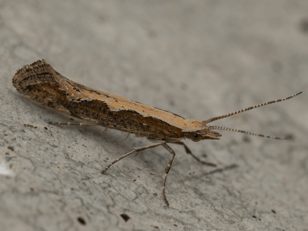 コナガ（Plutella xylostella (Linnaeus, 1758)）の写真