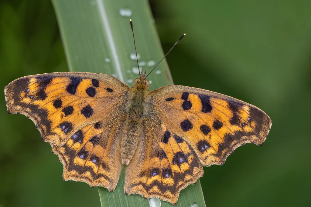 Polygonia c-aureum Linnaeus, 1758 photograph