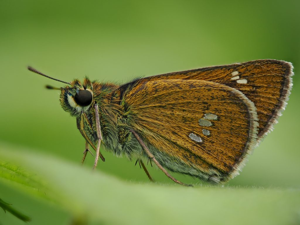 オオチャバネセセリ（Polytremis pellucida Murray, 1875）の写真