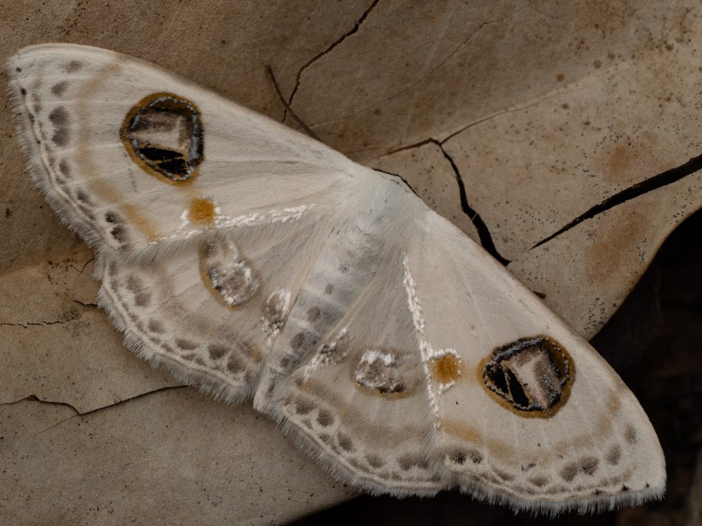 Problepsis albidior Warren, 1899 photograph