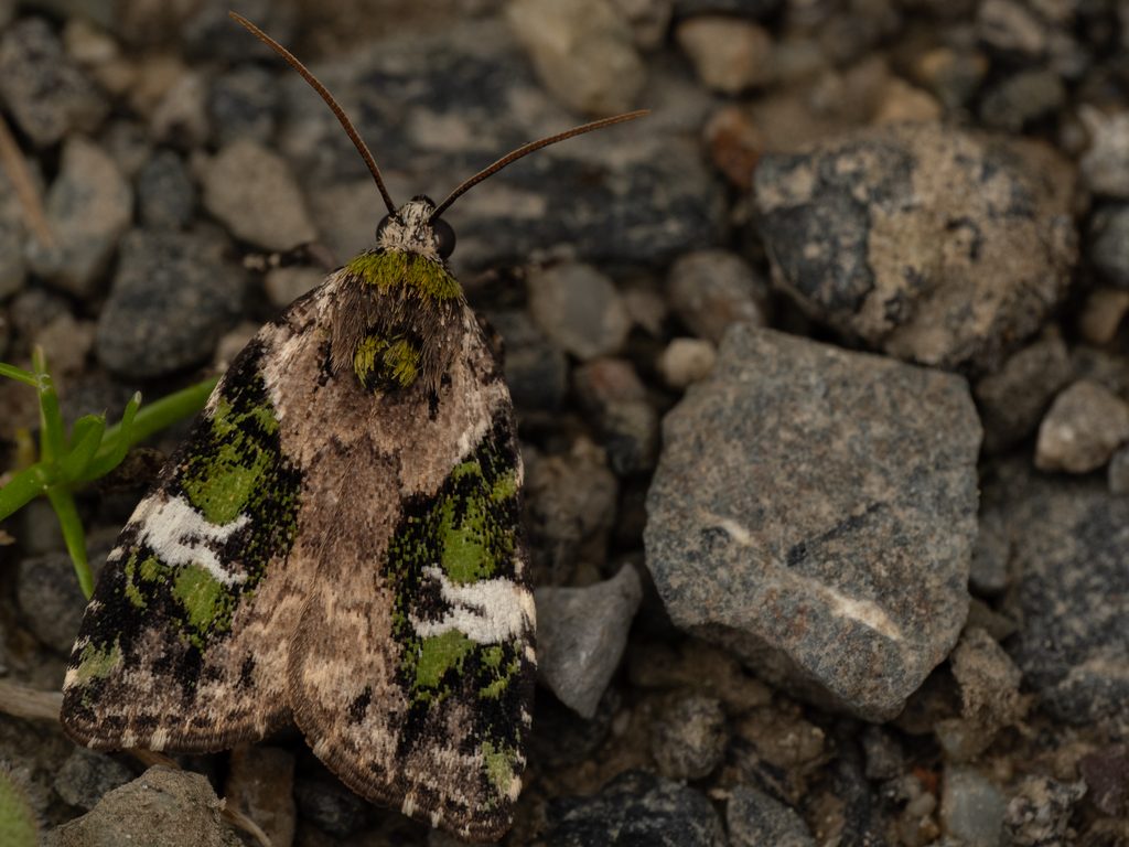 Prometopus flavicollis (Leech, 1889) photograph