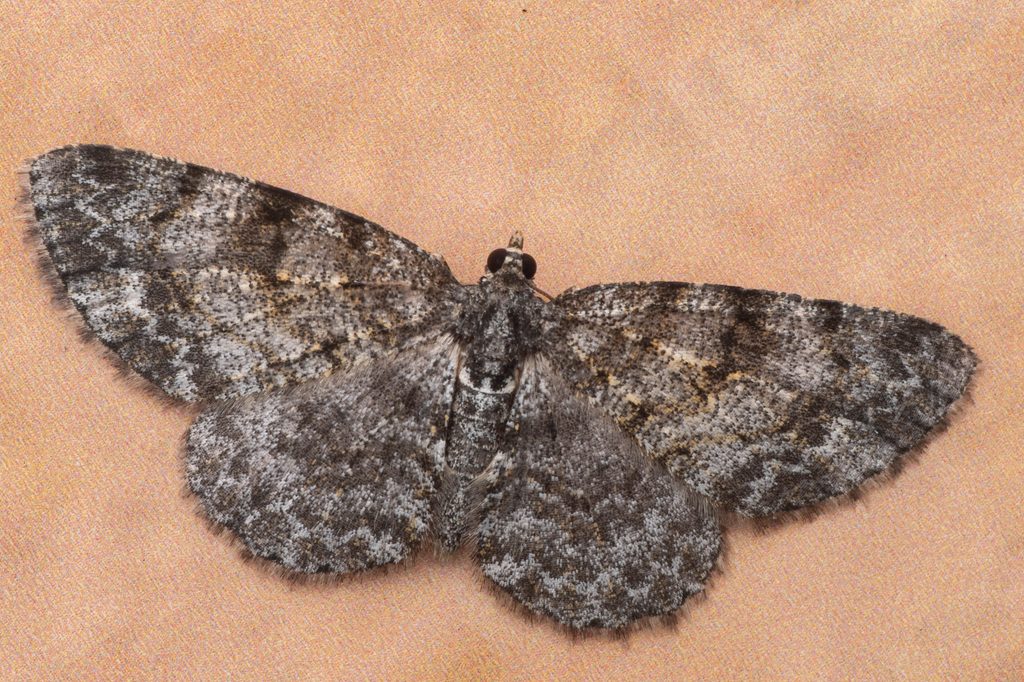 Protoboarmia faustinata (Warren, 1897) photograph