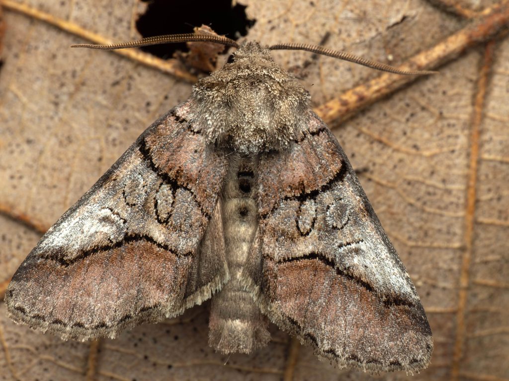 Protomiselia bilinea (Hampson, 1905) photograph