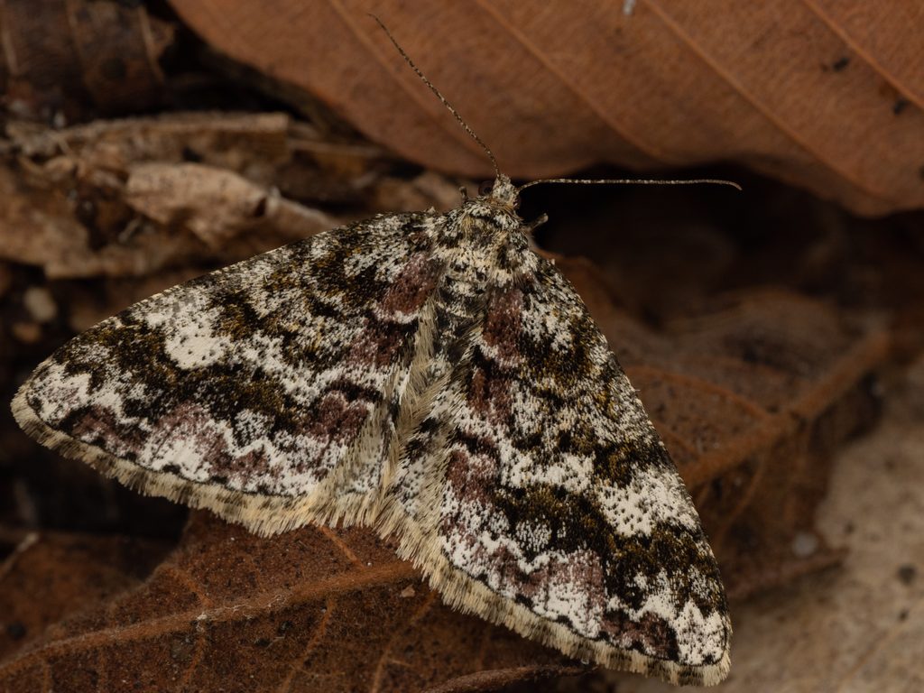 ウスバシロエダシャク（Pseuderannis amplipennis (Inoue, 1942)）の写真