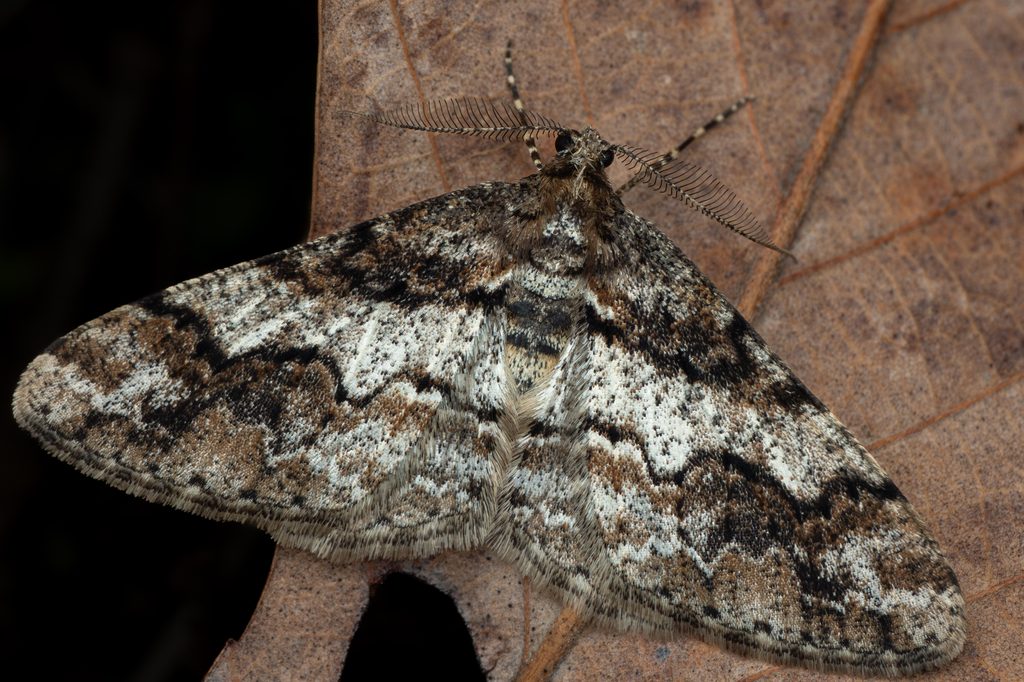 Pseuderannis lomozemia (Prout, 1930) photograph