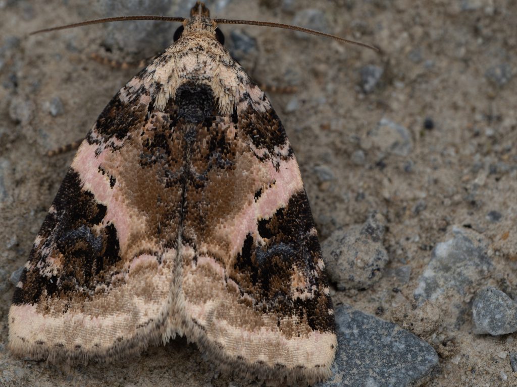 タデキリガ（Pseudeustrotia candidula (Denis & Schiffermüller, 1775)）の写真