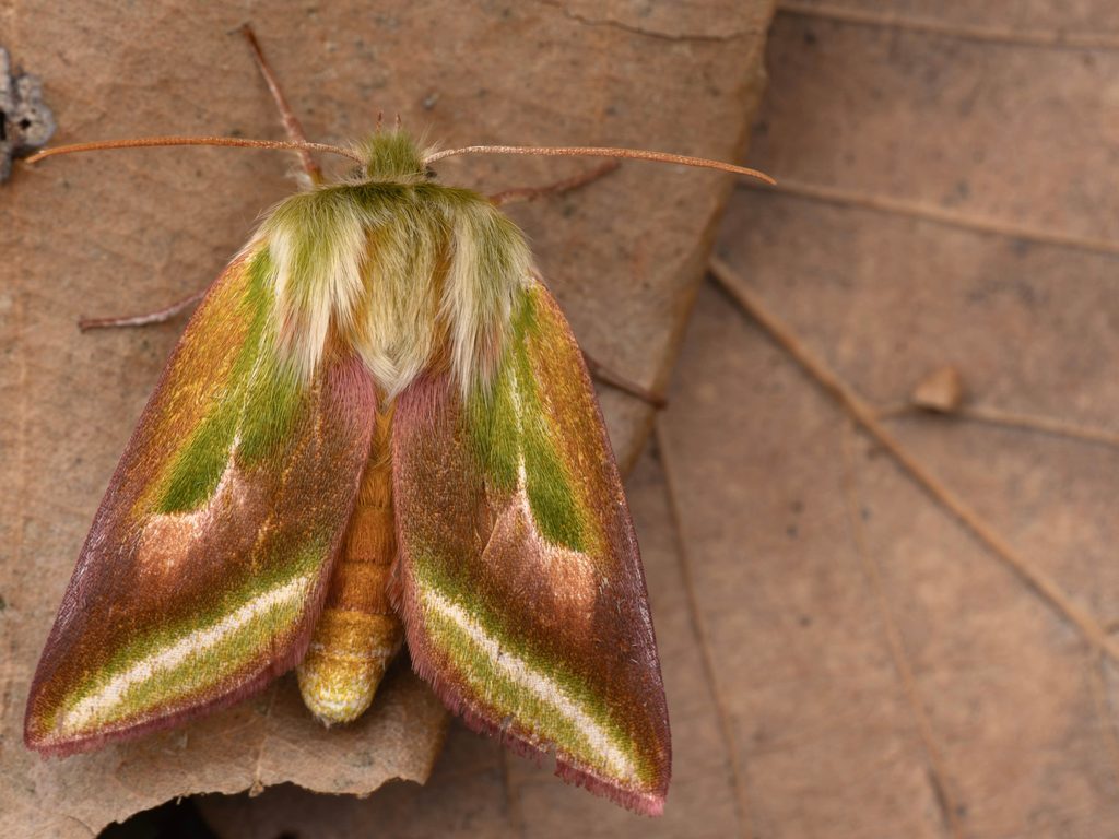 アカスジアオリンガ（Pseudoips sylpha (Butler, 1879)）の写真