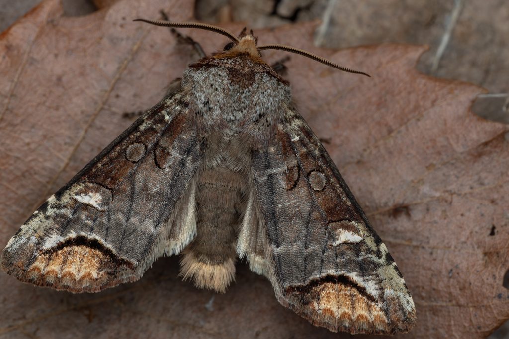 アズサキリガ（Pseudopanolis azusa Sugi, 1968）の写真