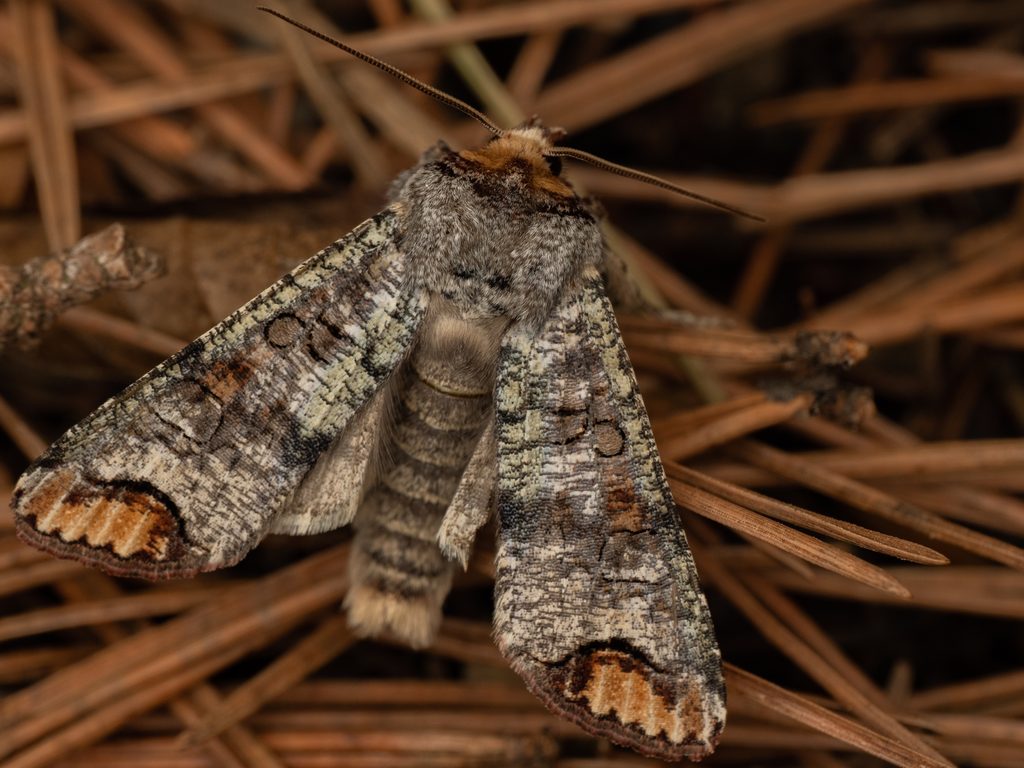 Pseudopanolis takao Inaba, 1927 photograph