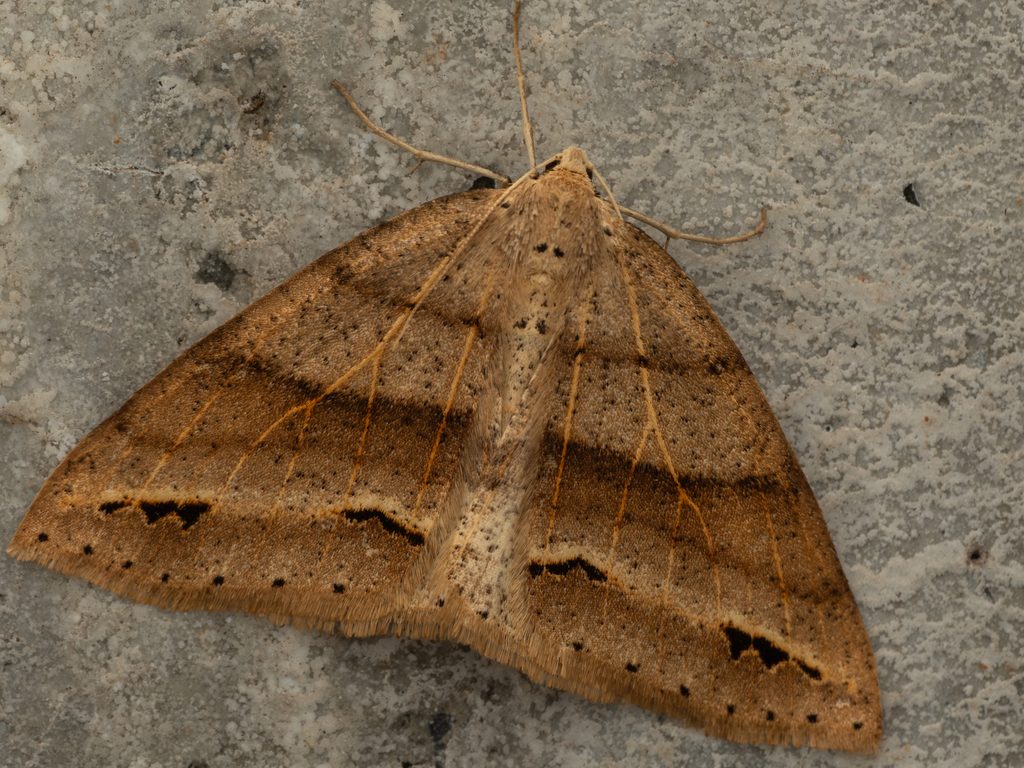 クロモンキリバエダシャク（Psyra bluethgeni (Püngeler, 1903)）の写真