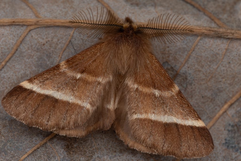 エゾクシヒゲシャチホコ（Ptilophora jezoensis (Matsumura, 1920)）の写真