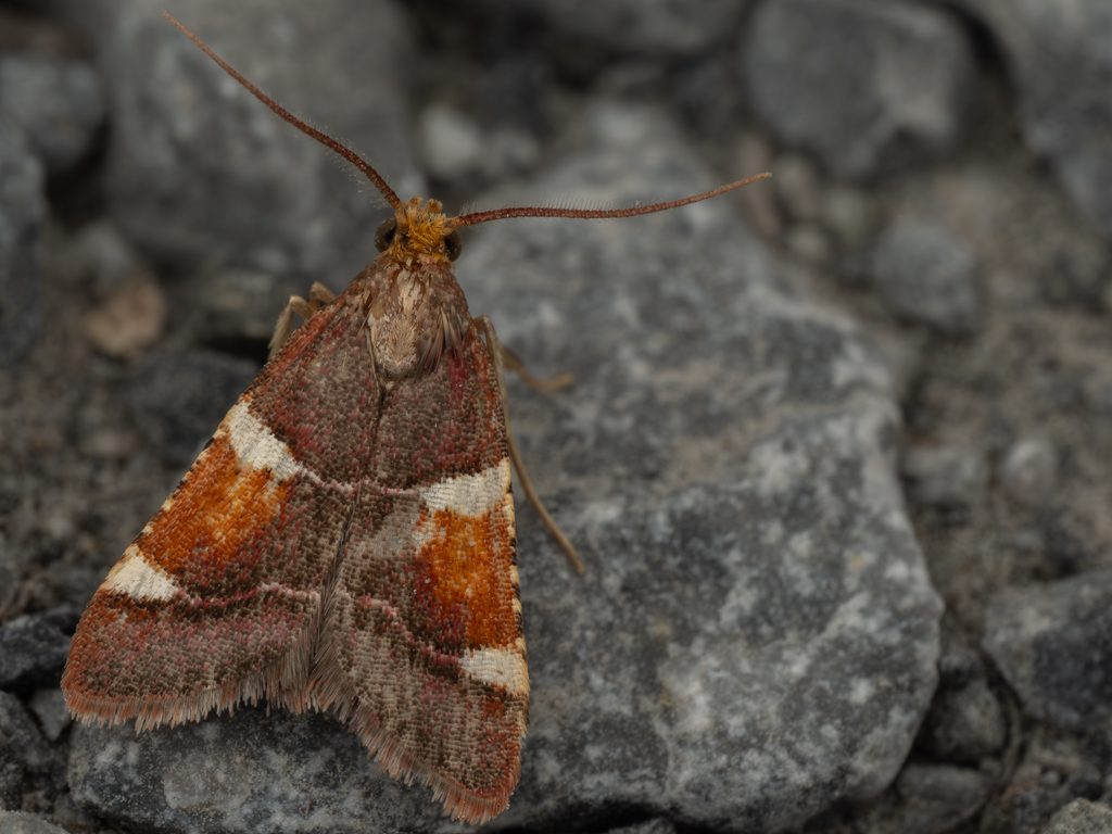 ギンモンシマメイガ（Pyralis cardinalis Kaila, Huemer, Mutanen, Tyllinen & Wikström, 2020）の写真