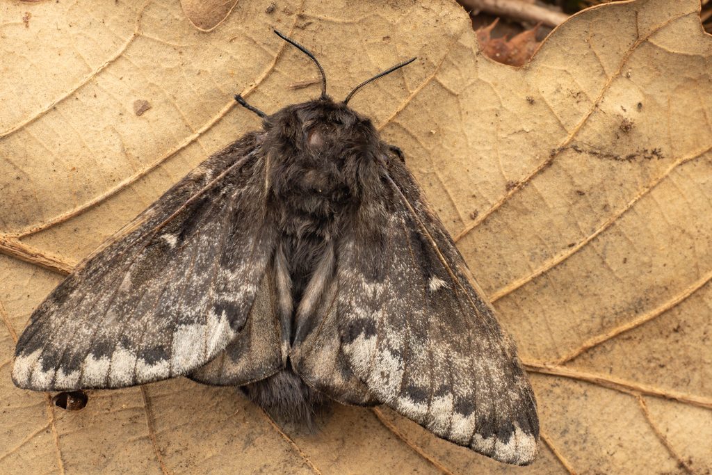 Pyrosis idiota Graeser, 1888 photograph