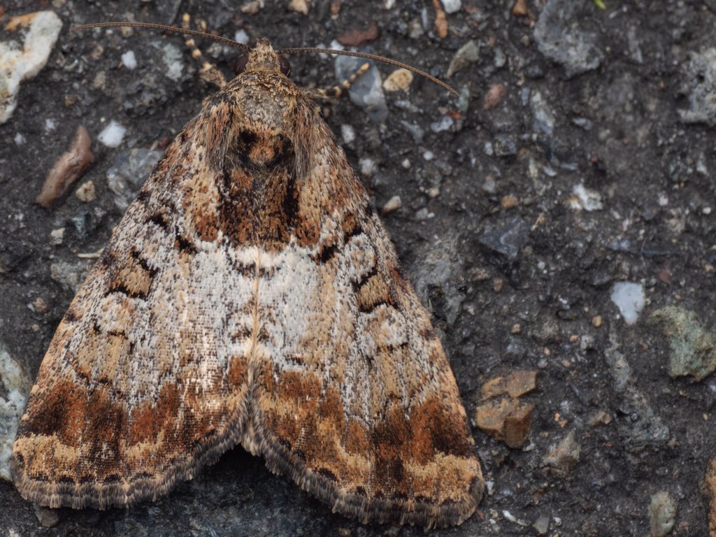 マエホシヨトウ（Pyrrhidivalva sordida (Butler, 1881)）の写真
