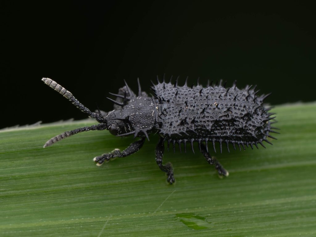クロルリトゲハムシ（Rhadinosa nigrocyanea (Motschulsky, 1861)）の写真
