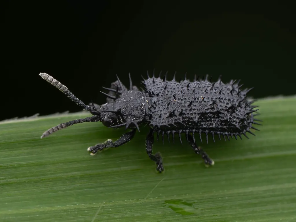 Rhadinosa nigrocyanea (Motschulsky, 1861) photograph