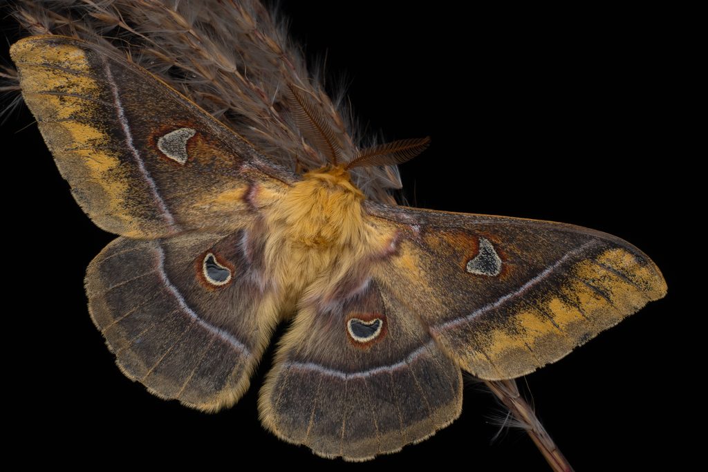 Rhodinia jankowskii (Oberthür, 1880) photograph
