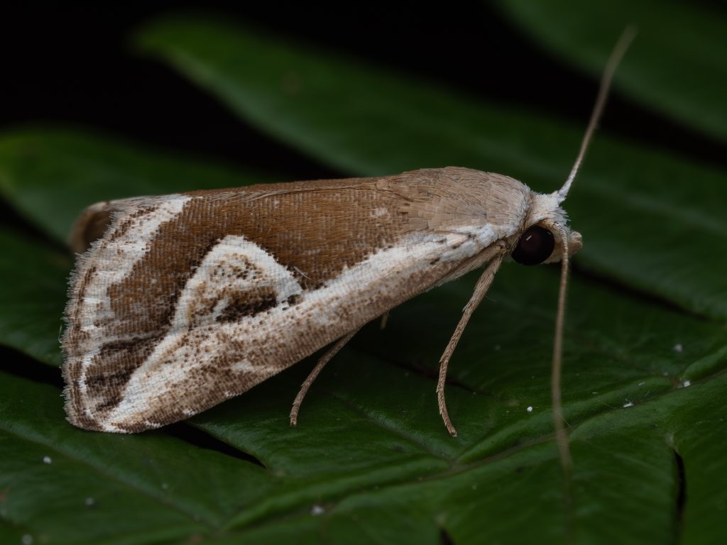 Rivula curvifera (Walker, 1862) photograph