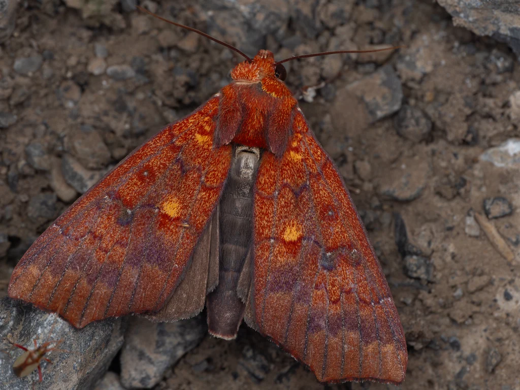 Rusicada leucolopha (Prout, 1928) photograph