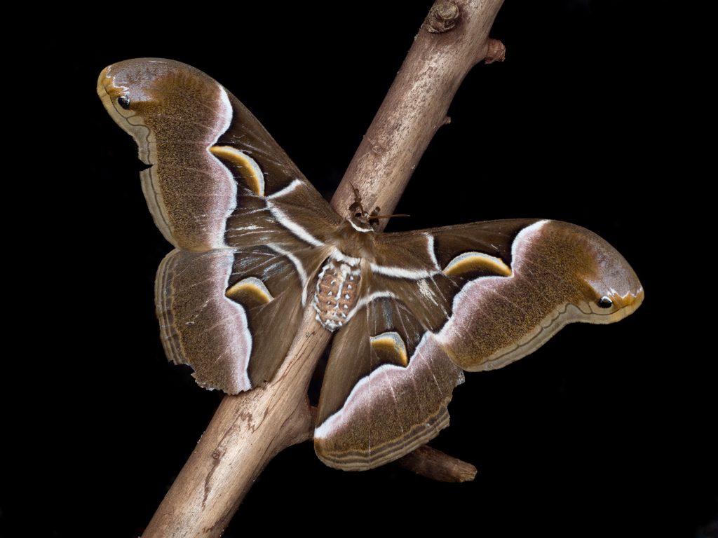 Samia cynthia (Drury, [1773]) photograph