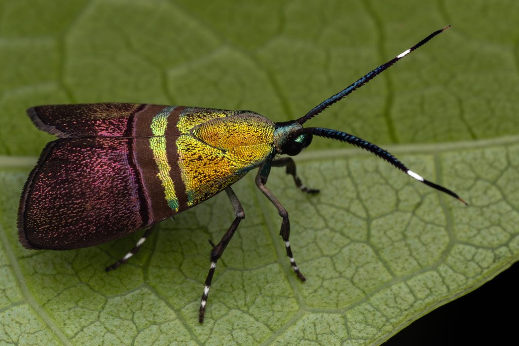 Saptha beryllitis (Meyrick, 1910) photograph