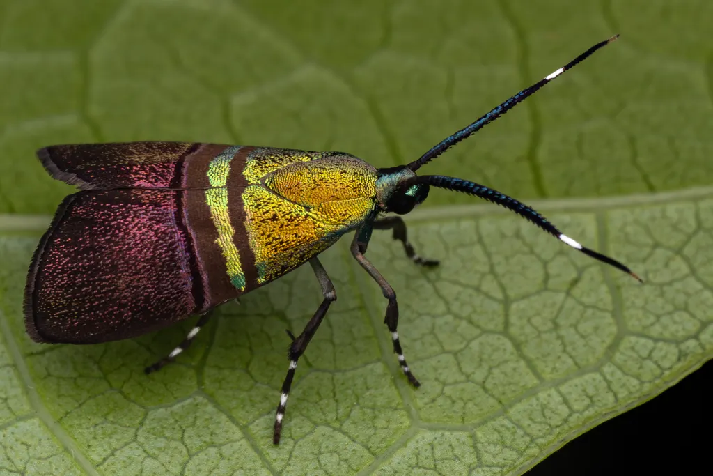 Saptha beryllitis (Meyrick, 1910) photograph