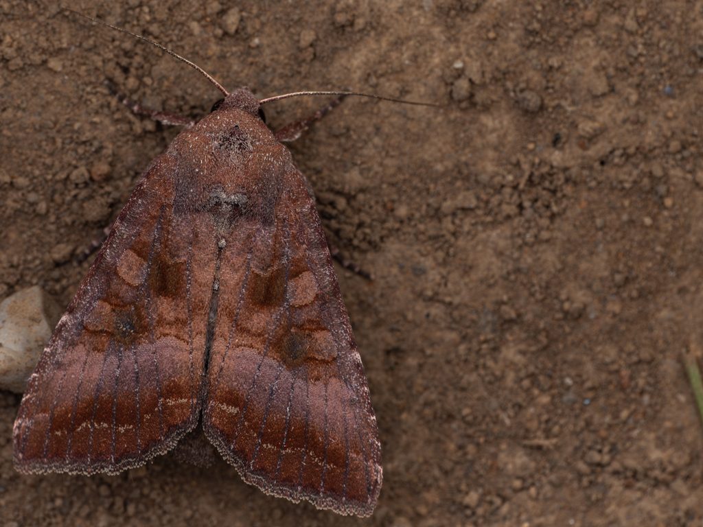 シロシタヨトウ（Sarcopolia illoba (Butler, 1878)）の写真