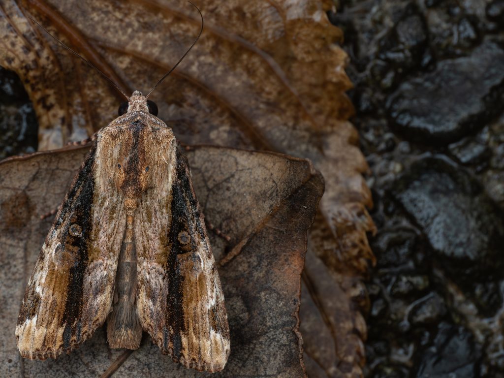 ホソバヨトウ（Sasunaga longiplaga Warren, 1912）の写真