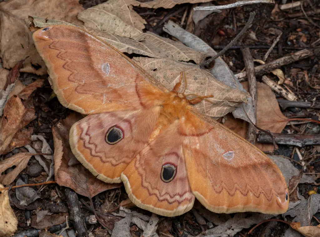 Saturnia japonica (Moore, 1872) photograph